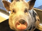Naughty Dog 'captura' porco para The Last of Us 2